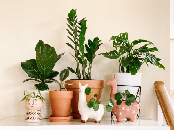 цветочные горшки