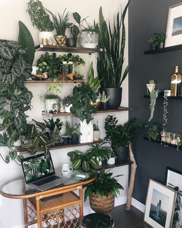 эстетичные комнатные растения