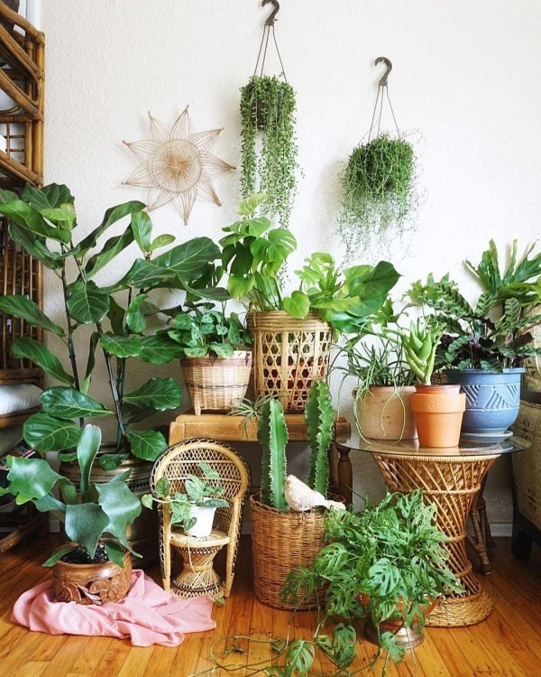 комнатн растения в интерьере