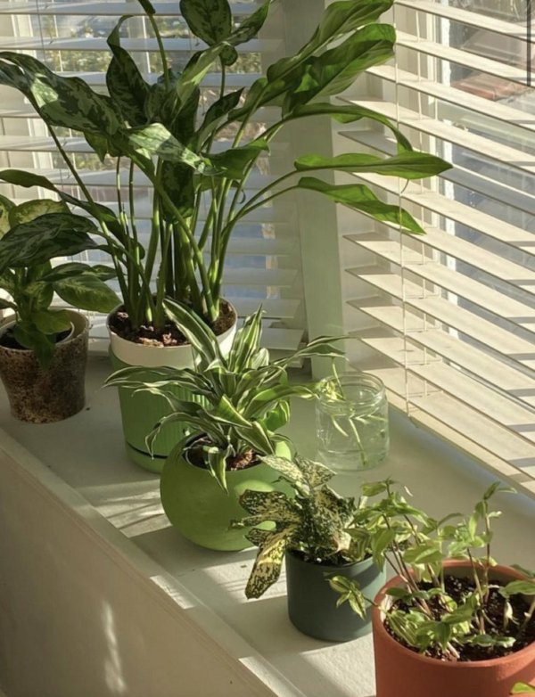 растение комнатное