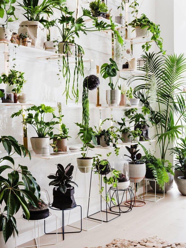 комната с растениями