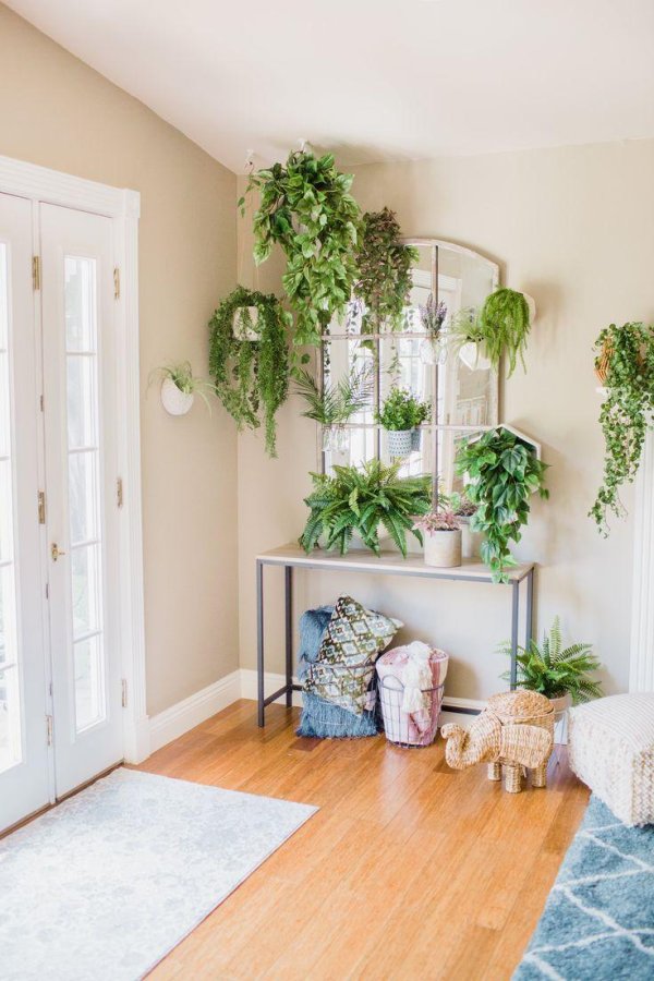 растения на стене