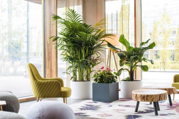 ховея кентия