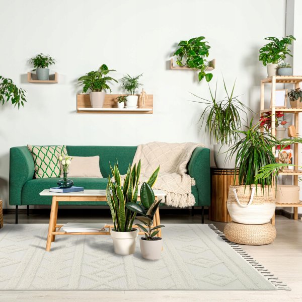 комнатное растение