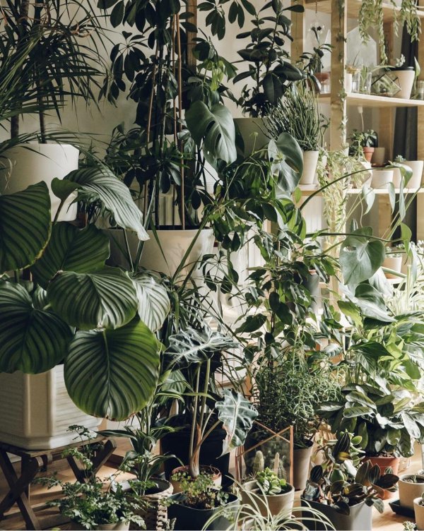 монстера houseplants
