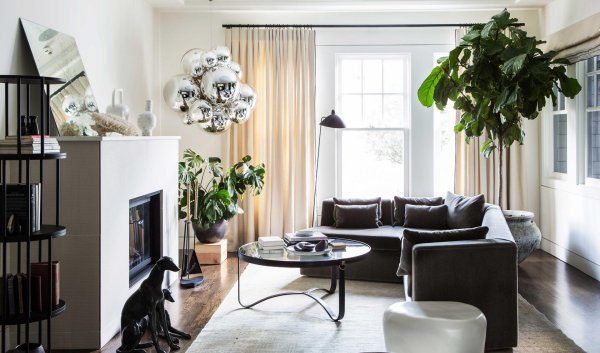 фикус лирата