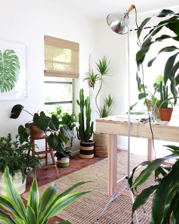 цветы в интерьере квартиры