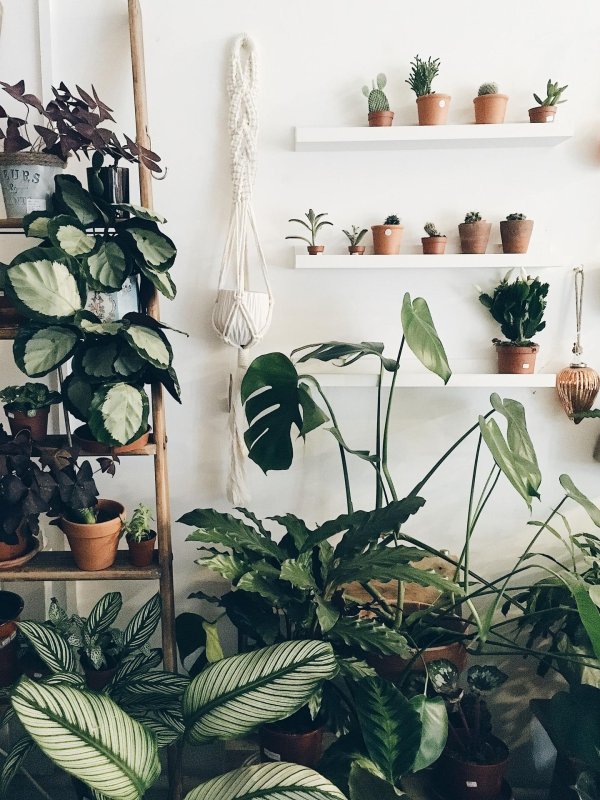 комната с растениями