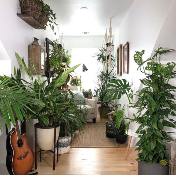 комната с растениями