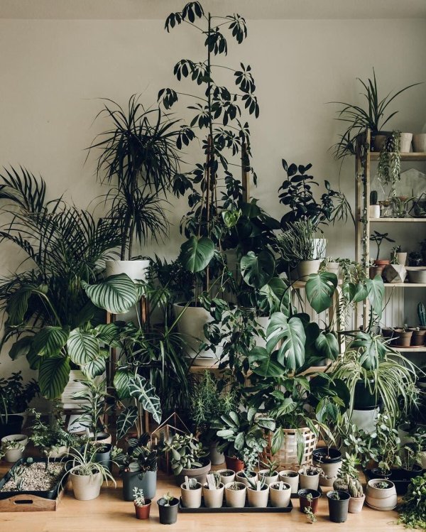 комнатное растение