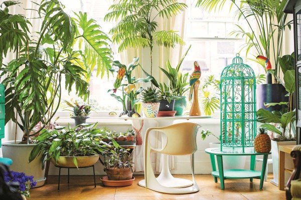 растения для интерьера