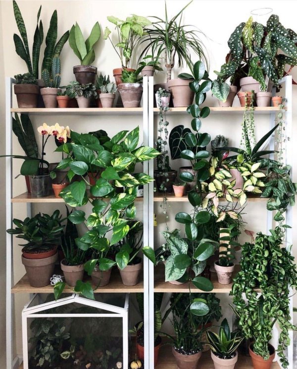 комнатное растение