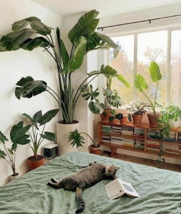 растения дома