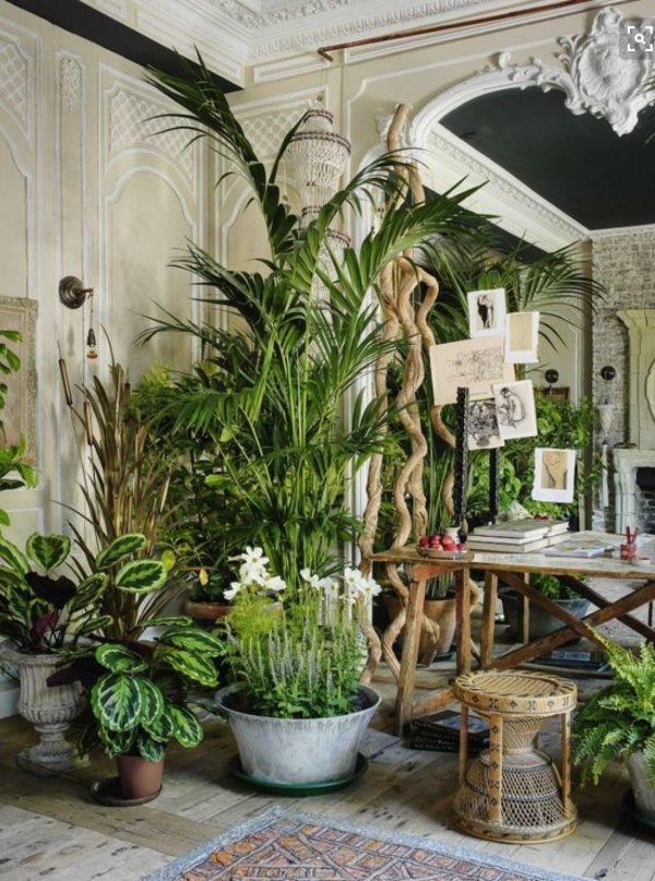 джангл оранжерея