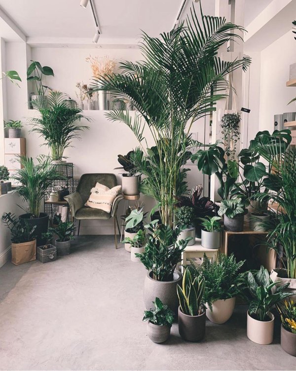 комнатное растение