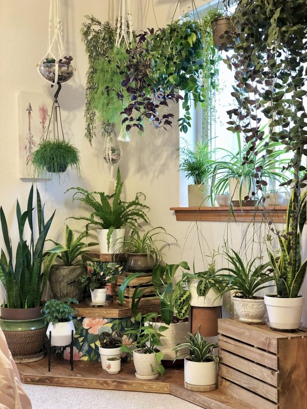 урбан джангл