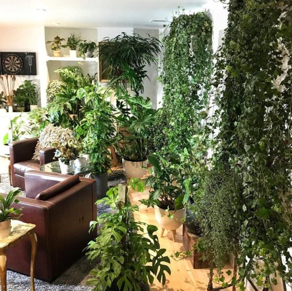 комната с растениями