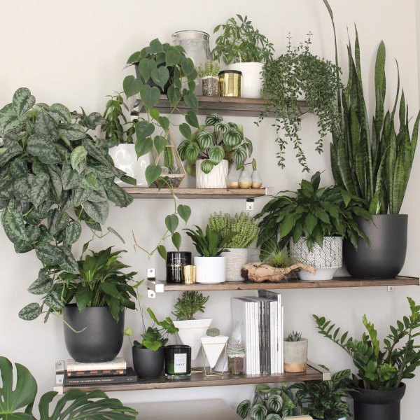 тенелюбивые комнатные комнатные растения