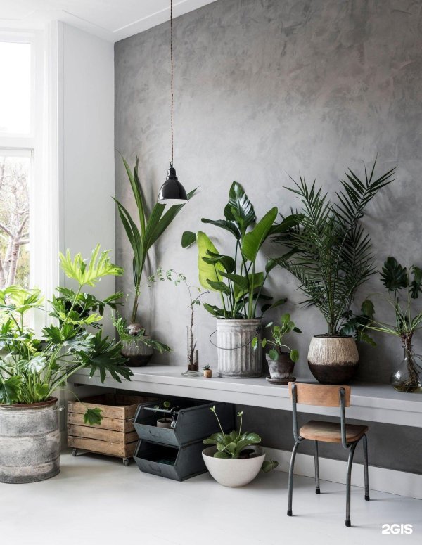 растение в интерьере
