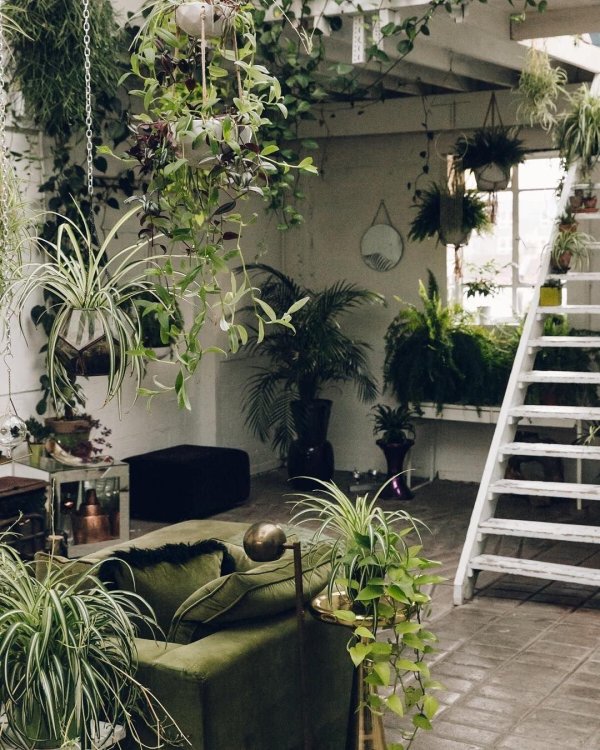 лиана грин вертикальное озеленение