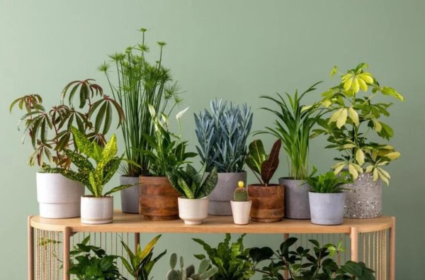 комнатное растение