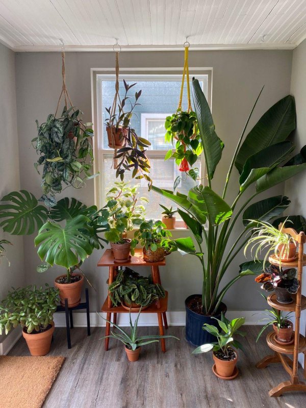 plants indoor