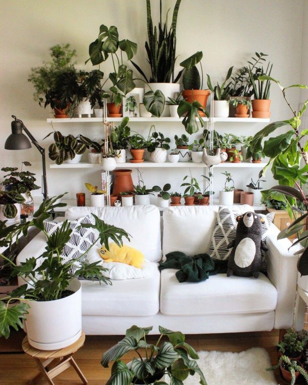 растения в квартире