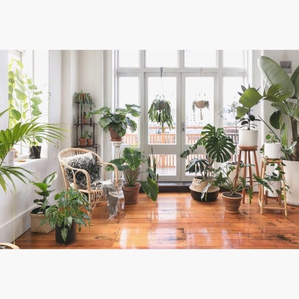 растение в интерьере