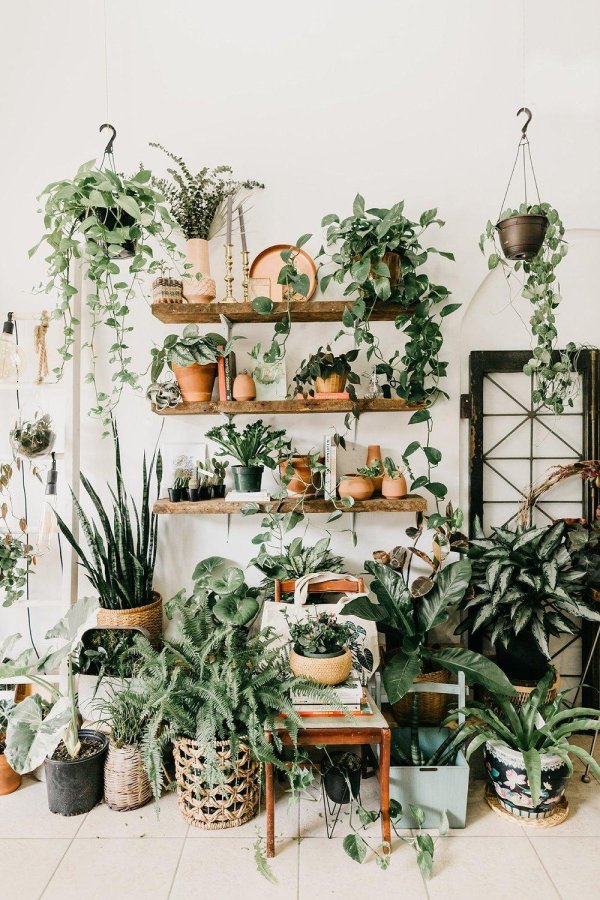 урбан джангл