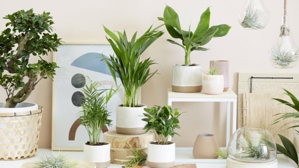 магазин комнатных растений интерьер