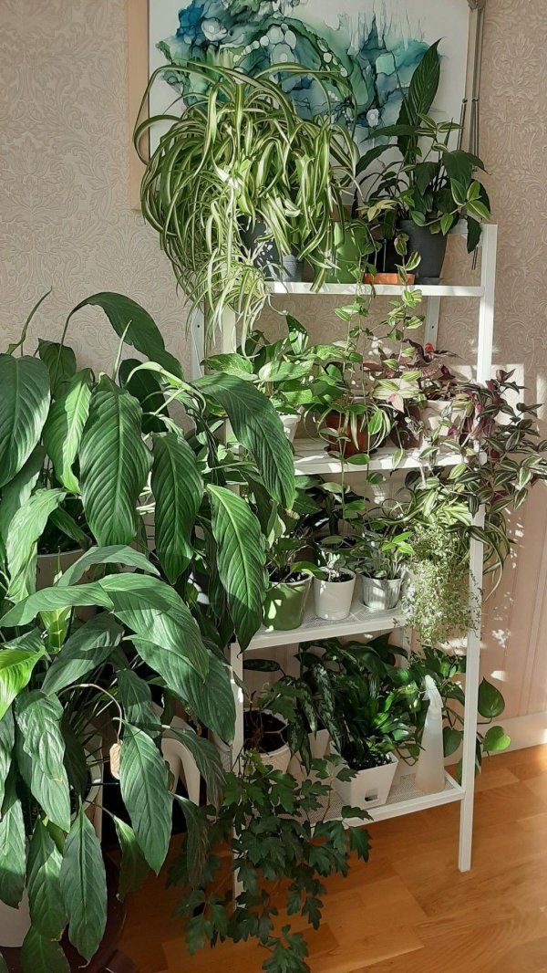 стеллаж для цветов