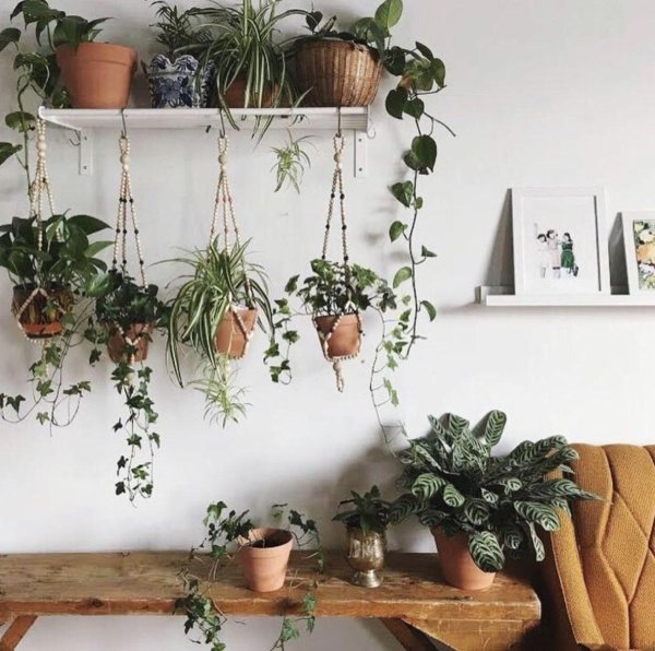 подвесные комнатные растения