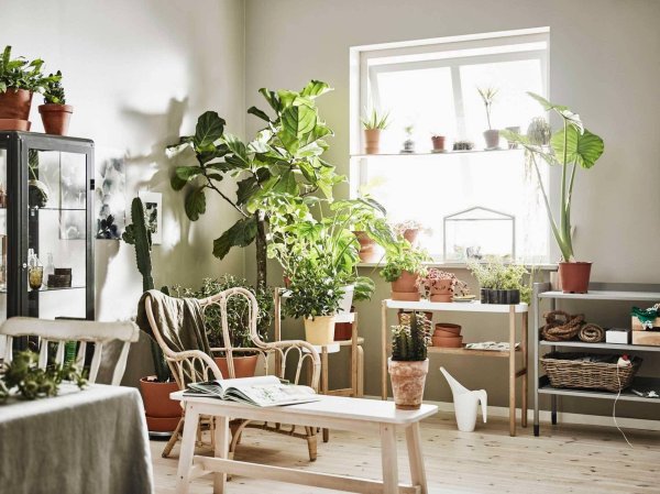 сатсумас икеа