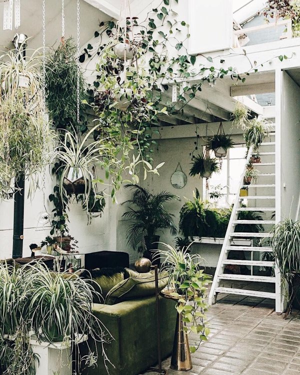 лиана грин вертикальное озеленение