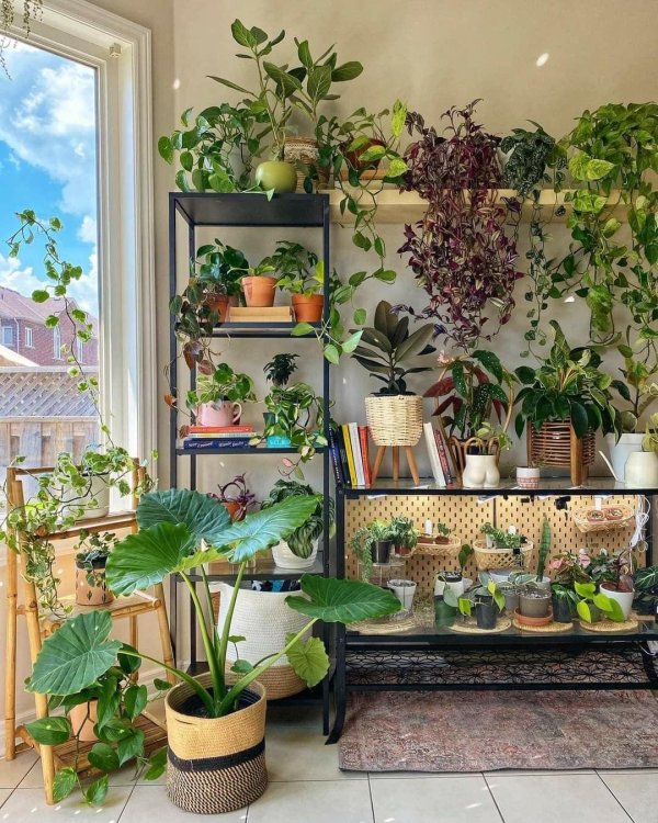 комнатное цветоводство