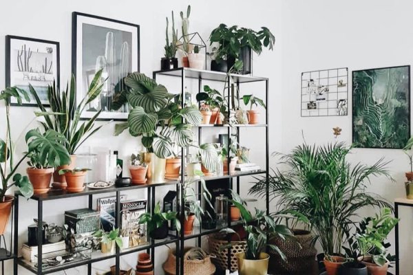 домашние цветы в интерьере