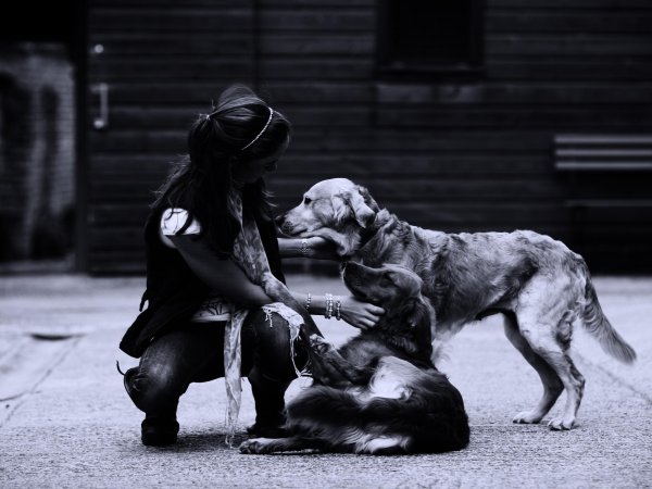 Девушка и собака