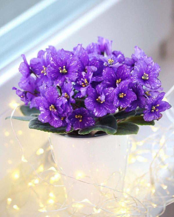 фиалка млечный путь