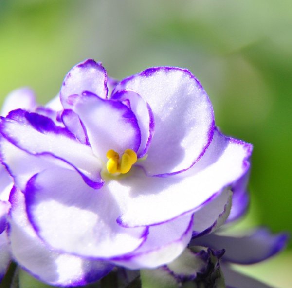 фиалка абсолем