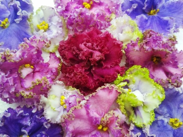 сенполия нк лепота