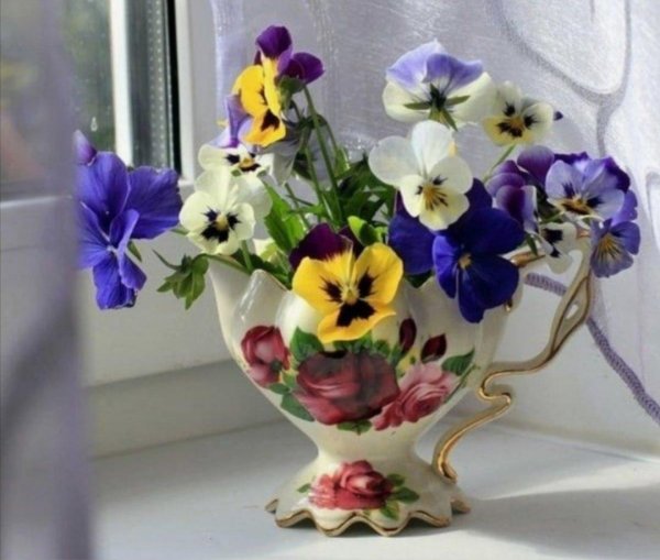 анютины глазки