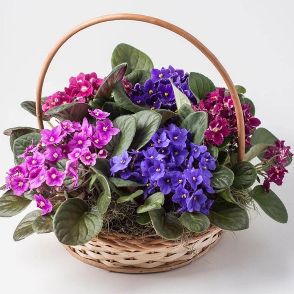 фиалки в корзине