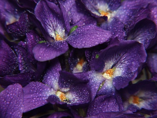 фиалка метагалактика