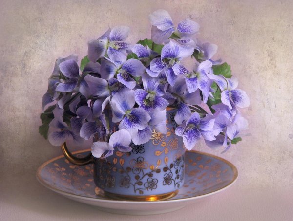 букет фиалки