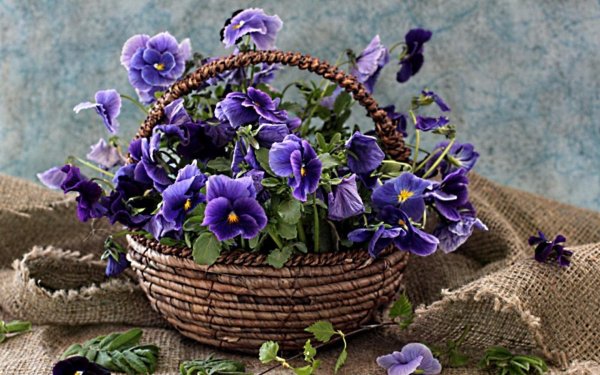 цветок фиалка