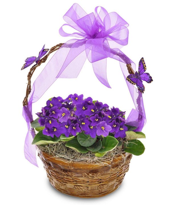 композиция из фиалок