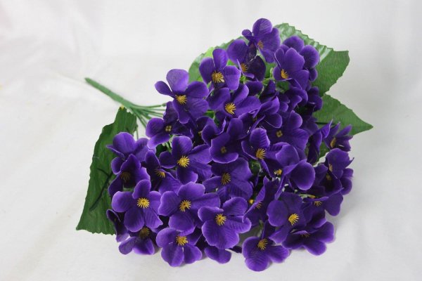 пармская фиалка