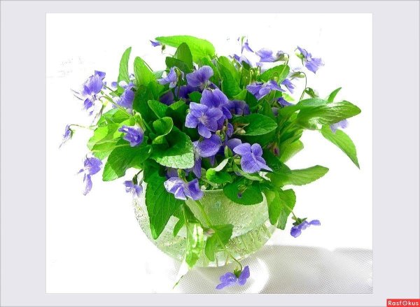 букет фиалки