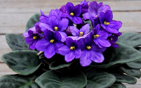 фиалка полумини фиолетовая