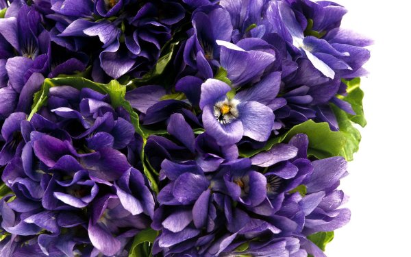 букет фиалки